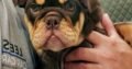 Bulldog