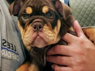 Bulldog