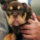 Bulldog