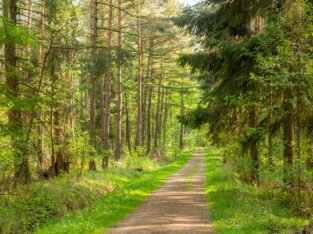 BSC FORESTRY ELIGIBILITY