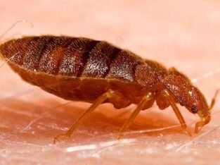 Bed Bug Treatment near me