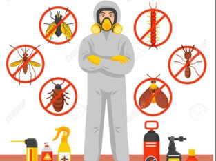 Best Bed Bug Removal Company