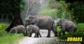 Book Jaldapara Elephant Safari @ Best Price from NatureWings