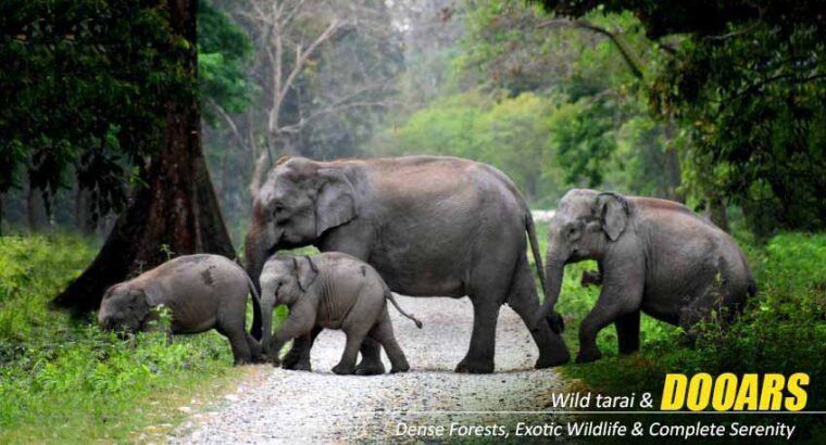 Book Jaldapara Elephant Safari @ Best Price from NatureWings