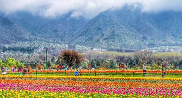 Amazing Kashmir Tour Package from Kolkata – NatureWings