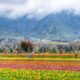 Amazing Kashmir Tour Package from Kolkata – NatureWings