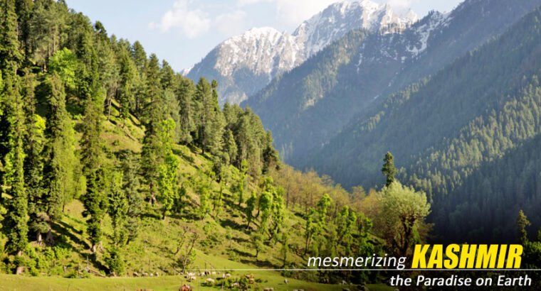 Amazing Kashmir Tour Package from Kolkata – NatureWings