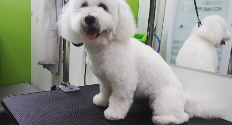 Puppy Preschool in Zetland-PUPPY PLAYGROUND