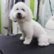 Puppy Preschool in Zetland-PUPPY PLAYGROUND