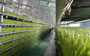Hydroponic Fodder System for Feeding Livestock