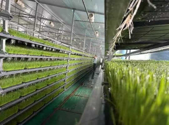 Hydroponic Fodder System for Feeding Livestock