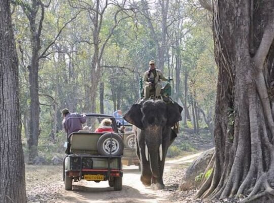 Embark on a Wild Journey with Jungle Safari Corbett National Park