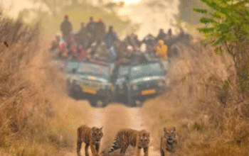 Explore the Wild Heart of Uttarakhand with Jungle Safari Corbett
