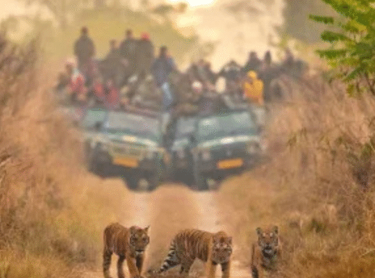 Explore the Wild Heart of Uttarakhand with Jungle Safari Corbett