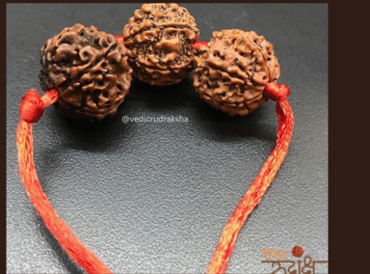 Empower Your Spiritual Journey,11 Mukhi Nepali Rudraksha Buy Online from Vedic Rudraksha