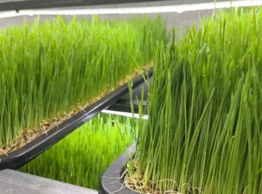 Hydroponic Fodder System for Feeding Livestock