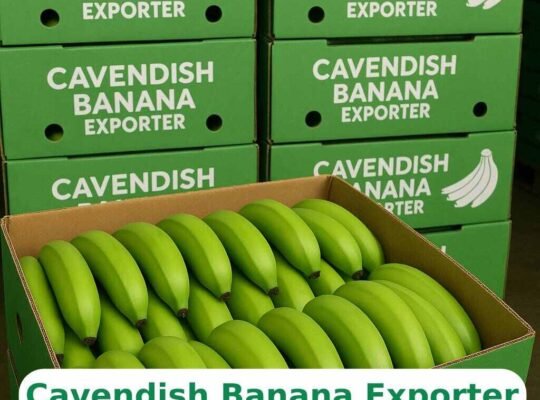 Golden Taste, Global Trust – Premier Cavendish Banana Exporter