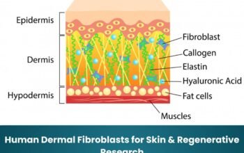 Human Dermal Fibroblasts for Skin & Regenerative Research
