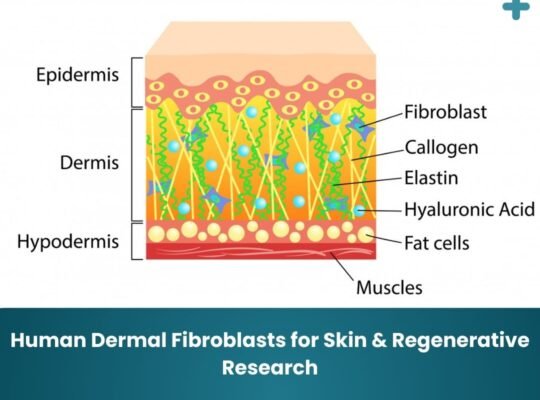 Human Dermal Fibroblasts for Skin & Regenerative Research