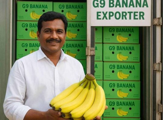 Taste the Purity, Trust the Quality – Indian G9 Banana Exporter
