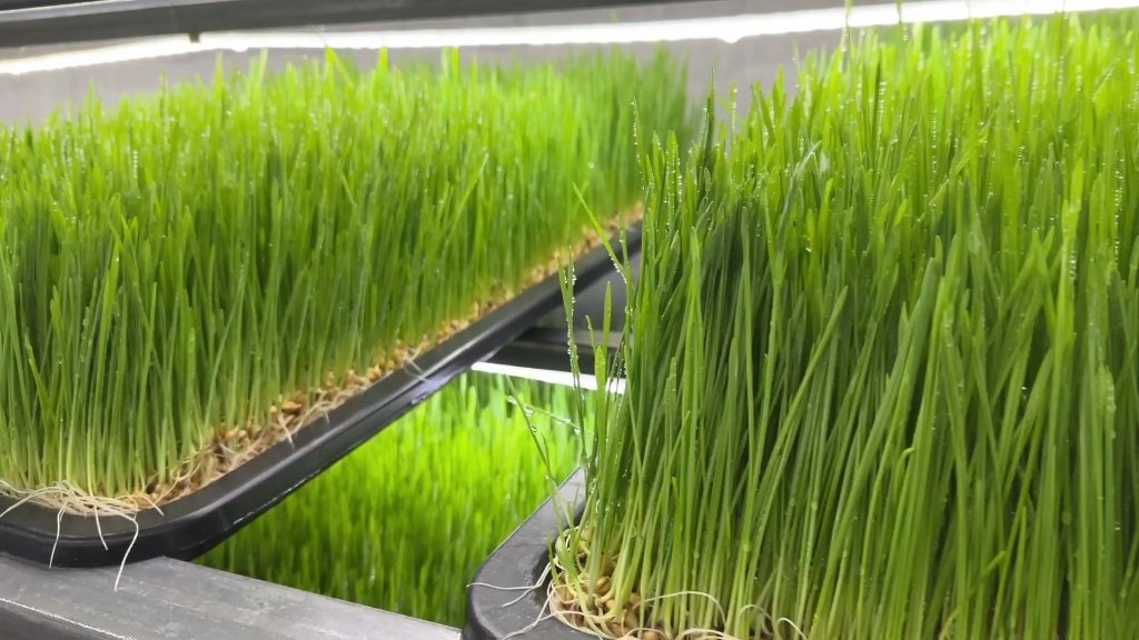 Hydroponic Fodder System for Feeding Livestock