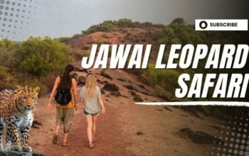 Jawai Leopard Safari