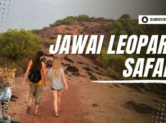 Jawai Leopard Safari