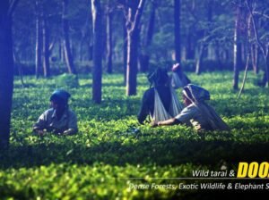 Dooars Tour Package from Kolkata – Explore Jaldapara, Gorumara, and Buxa Tiger Reserve