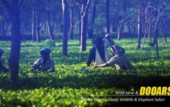 Dooars Tour Package from Kolkata – Explore Jaldapara, Gorumara, and Buxa Tiger Reserve