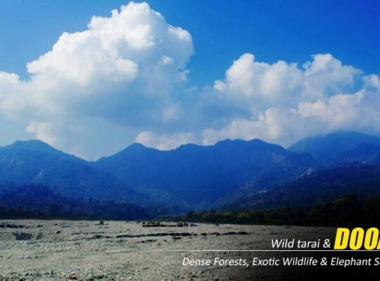 Dooars Tour Package from Kolkata – Explore Jaldapara, Gorumara, and Buxa Tiger Reserve