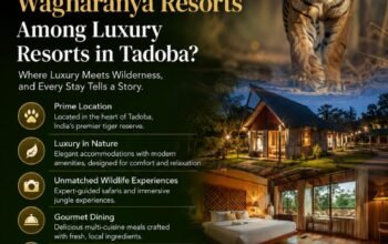 Why Choose Wagharanya Resorts Among Luxury Resorts in Tadoba?
