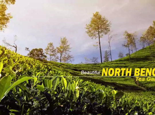 North Bengal Tour Packages from NJP & Kolkata: 2026 Best Itineraries || NatureWings Holidays Limited